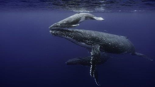 Motherhood