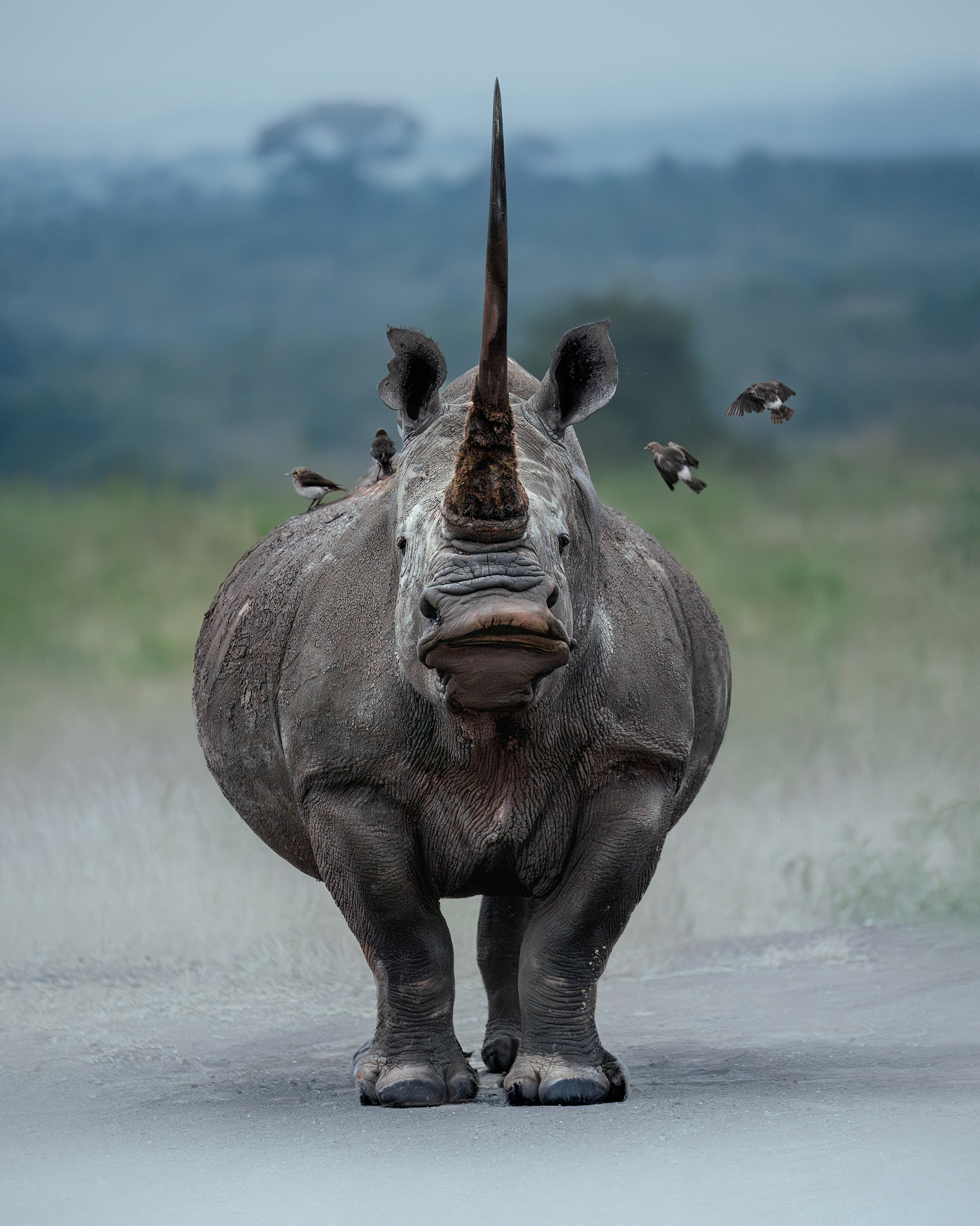 Nairobi_National_Park_18.07.24_KateNewman_Wildlife_Photography00291