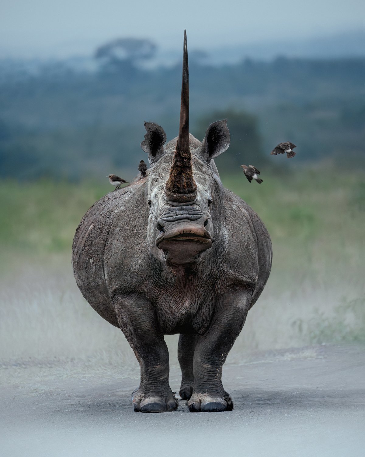 Kate Newman Beyond the Ordinary: How to Capture Impactful Wildlife Photos - Scene