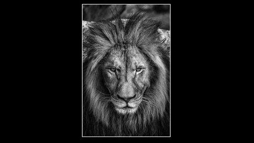 Lion King