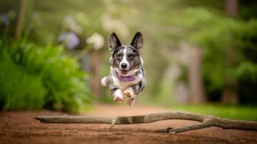 Sully in the Air