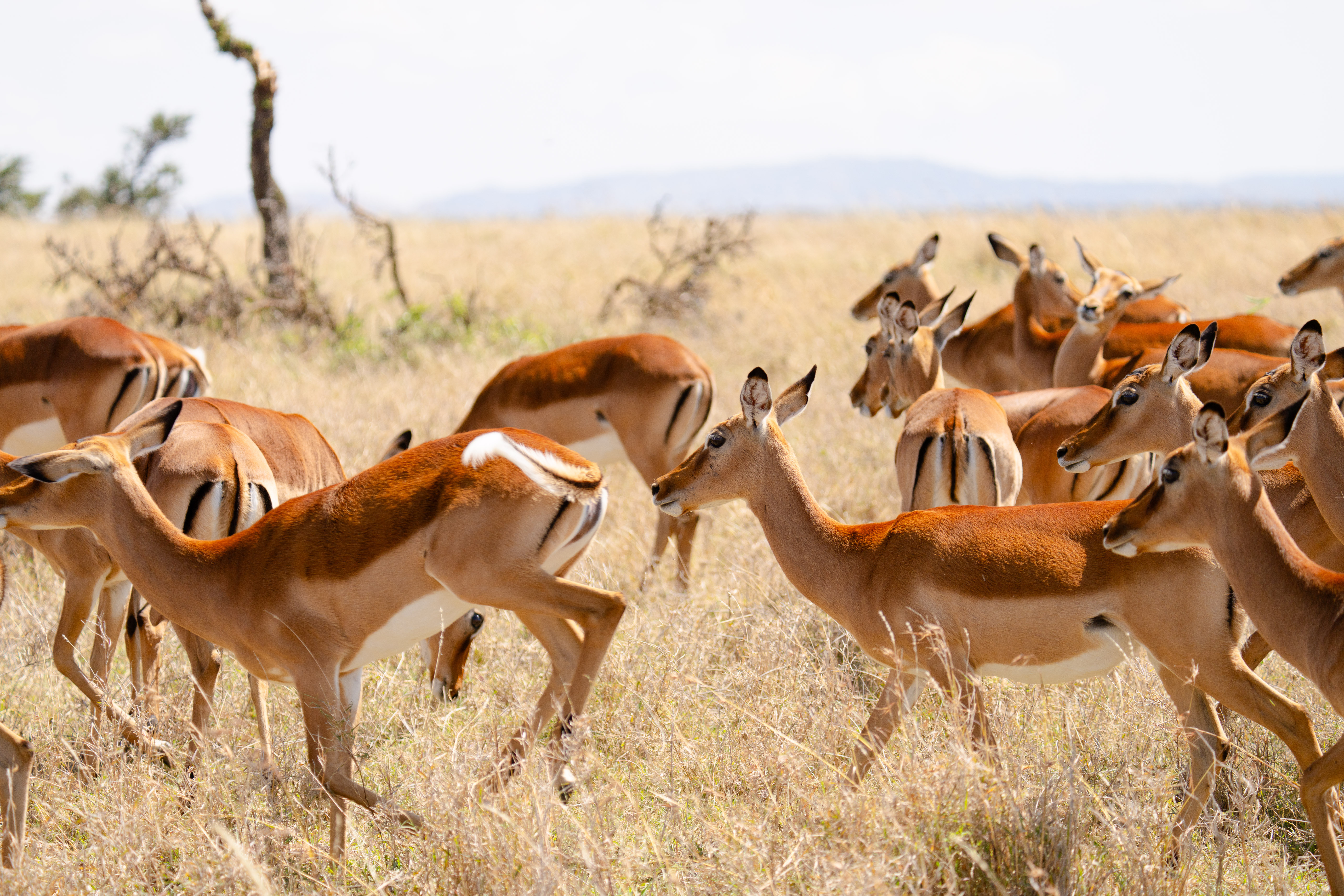 Laikipia, Kenya