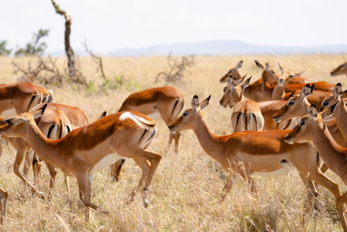 Laikipia, Kenya