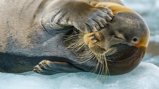 Bearded seal in the Svalbard Archipelago, Arctic Circle
