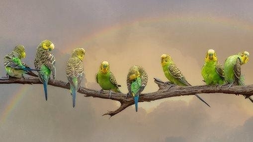 Budgie Branch