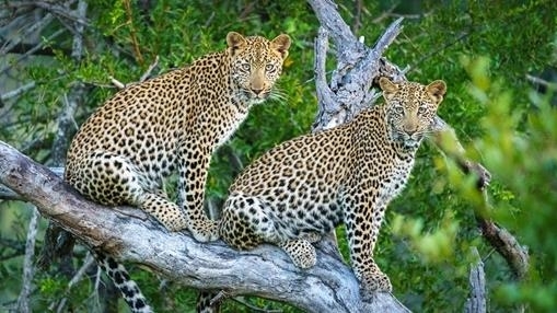 Leopards in Kruger National Park, South Africa