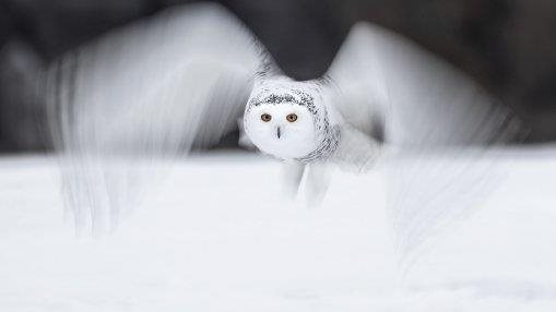 Snowy Blur
