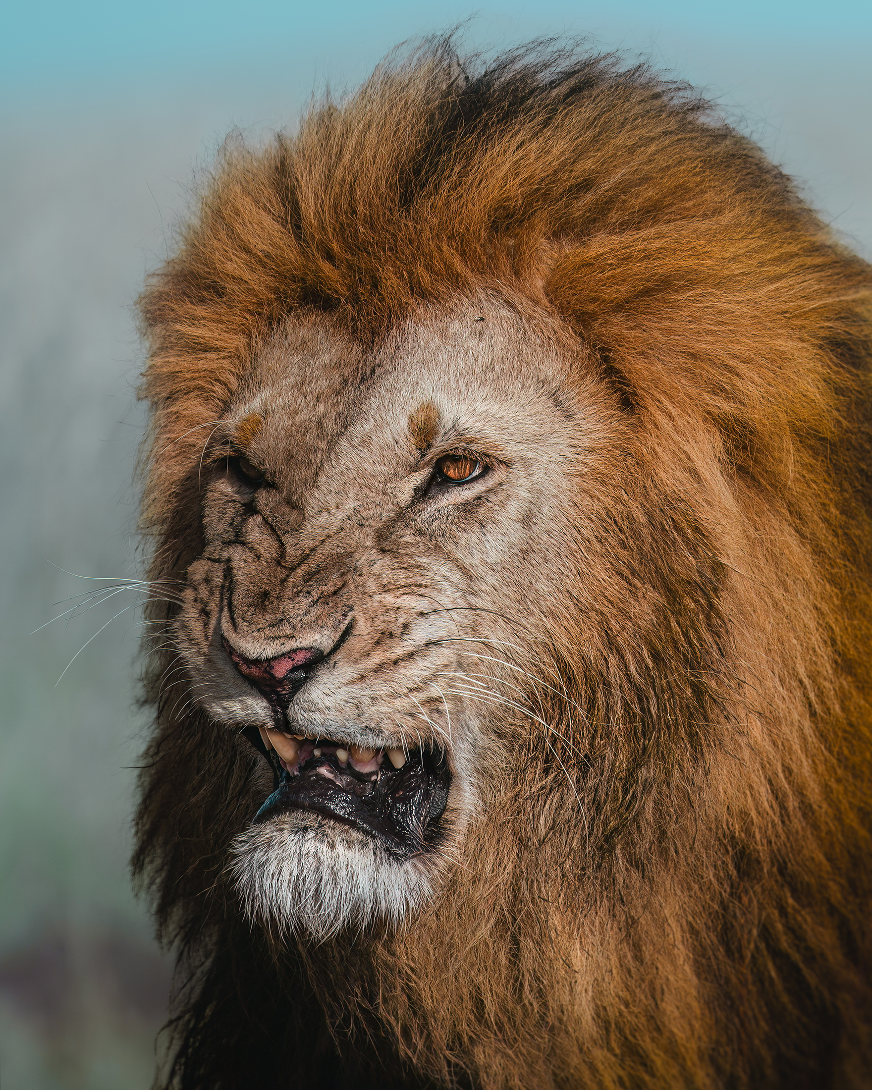 Lion_Roaring_LemekConservancy_Wildlife_24.07.24_KateNewman_Wildlife_Photography_00145