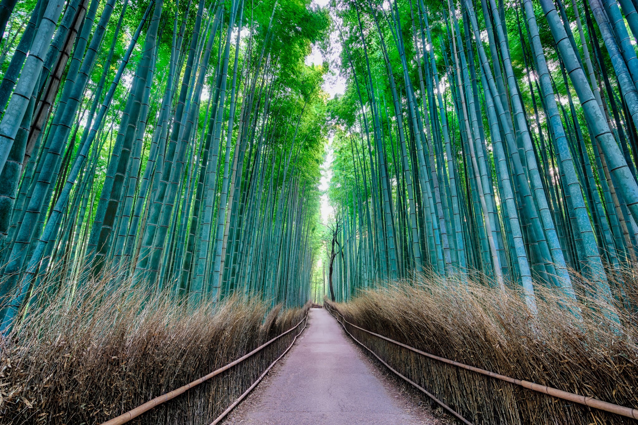Arashiyama Bamboo Forest - Japan