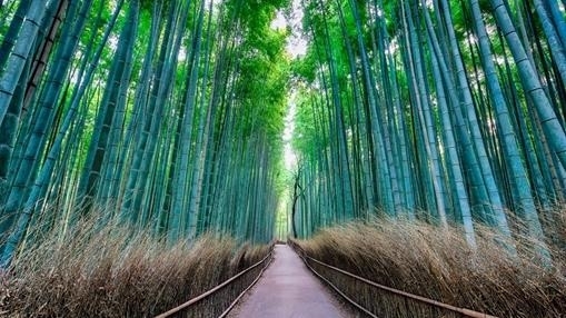 Arashiyama Bamboo Forest - Japan