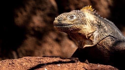 Land iguana in the Galapagos Islands
