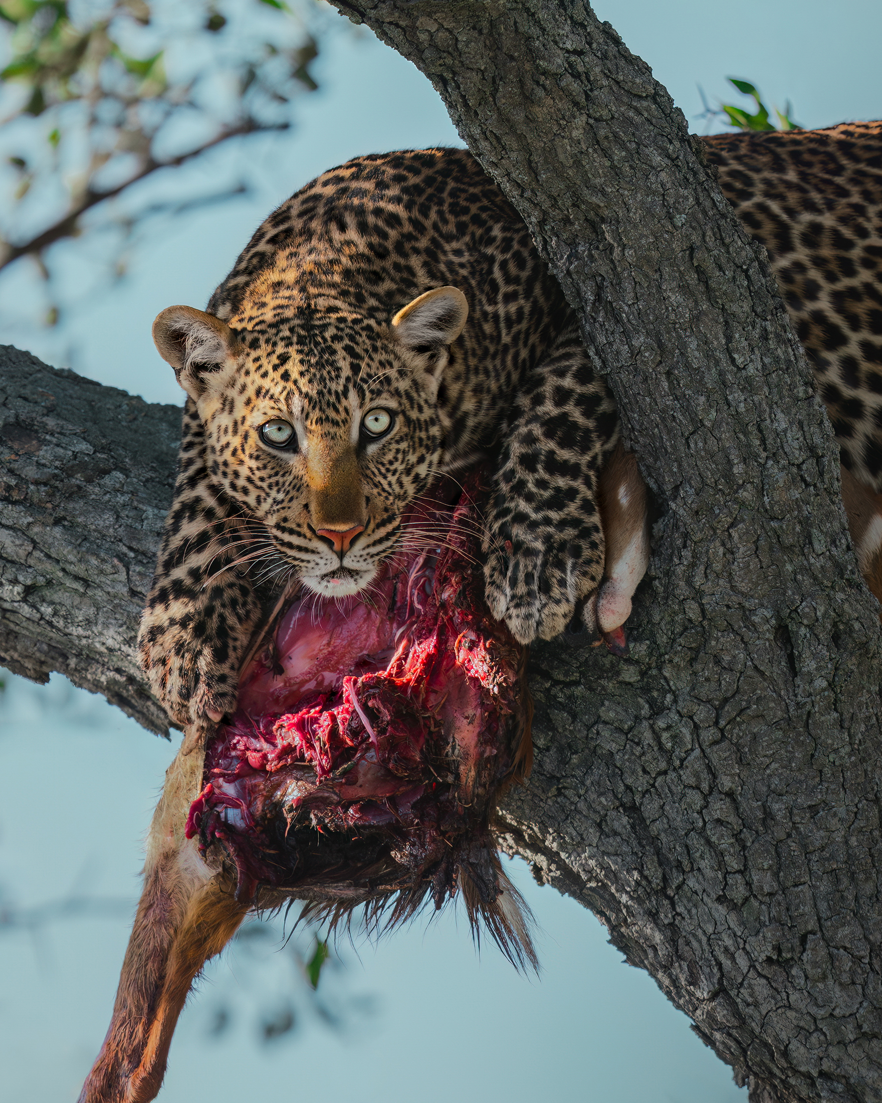 Leopard_MaasaiMara_19.10.25_KateNewman_Kenya_Wildlife_Photography_Workshop_00333