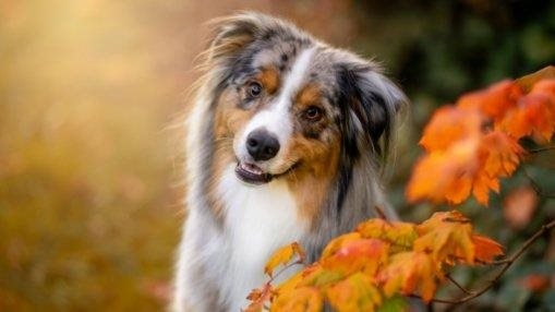 Merlin