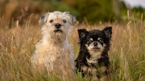 Best Friends