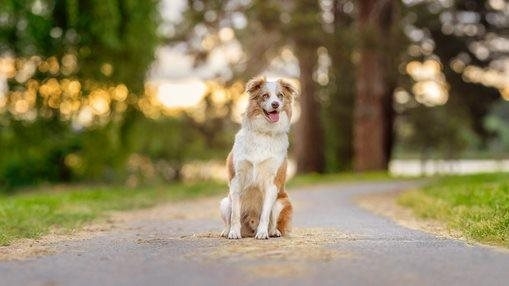 Frankie