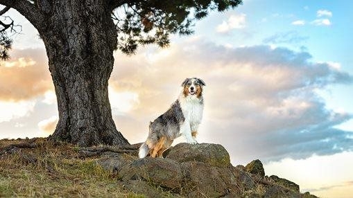 Aspen at the rocks