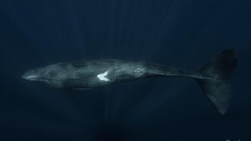 Sperm Whale 
