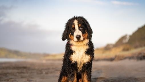 Puppy Eyes