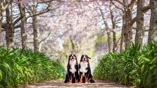 Cherry Blossoms