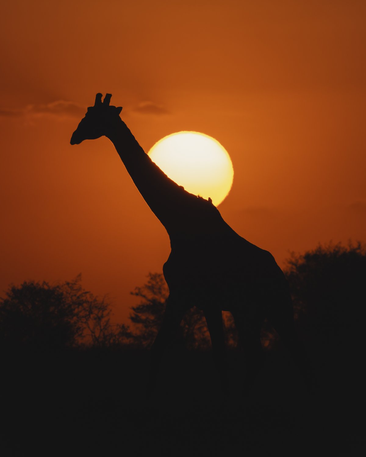 Beyond the Ordinary: How to Capture Impactful Wildlife Photos - Scene