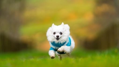 Flying