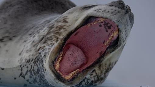 Open Wide