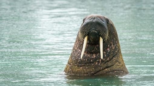 Walrus in the Svalbard Archipelago, Arctic Circle