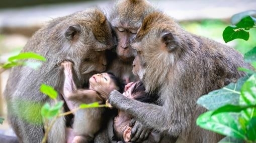 Balinese Long-Tailed Monkeys - Ubud