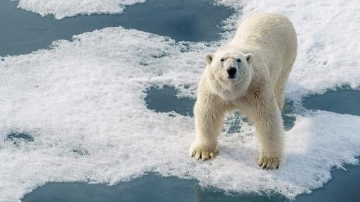 Polar bear on sea ice, Arctic Circle