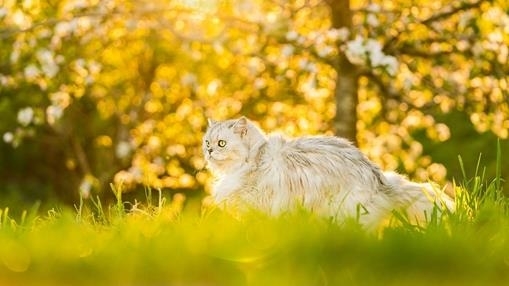 Golden Glow