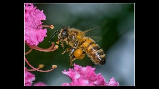 Bee at Work