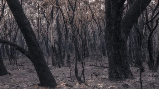 Devastation of the 2019 Grose Valley fire