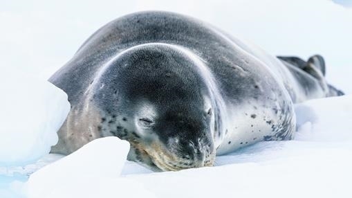 Leopard seal in Antarctica