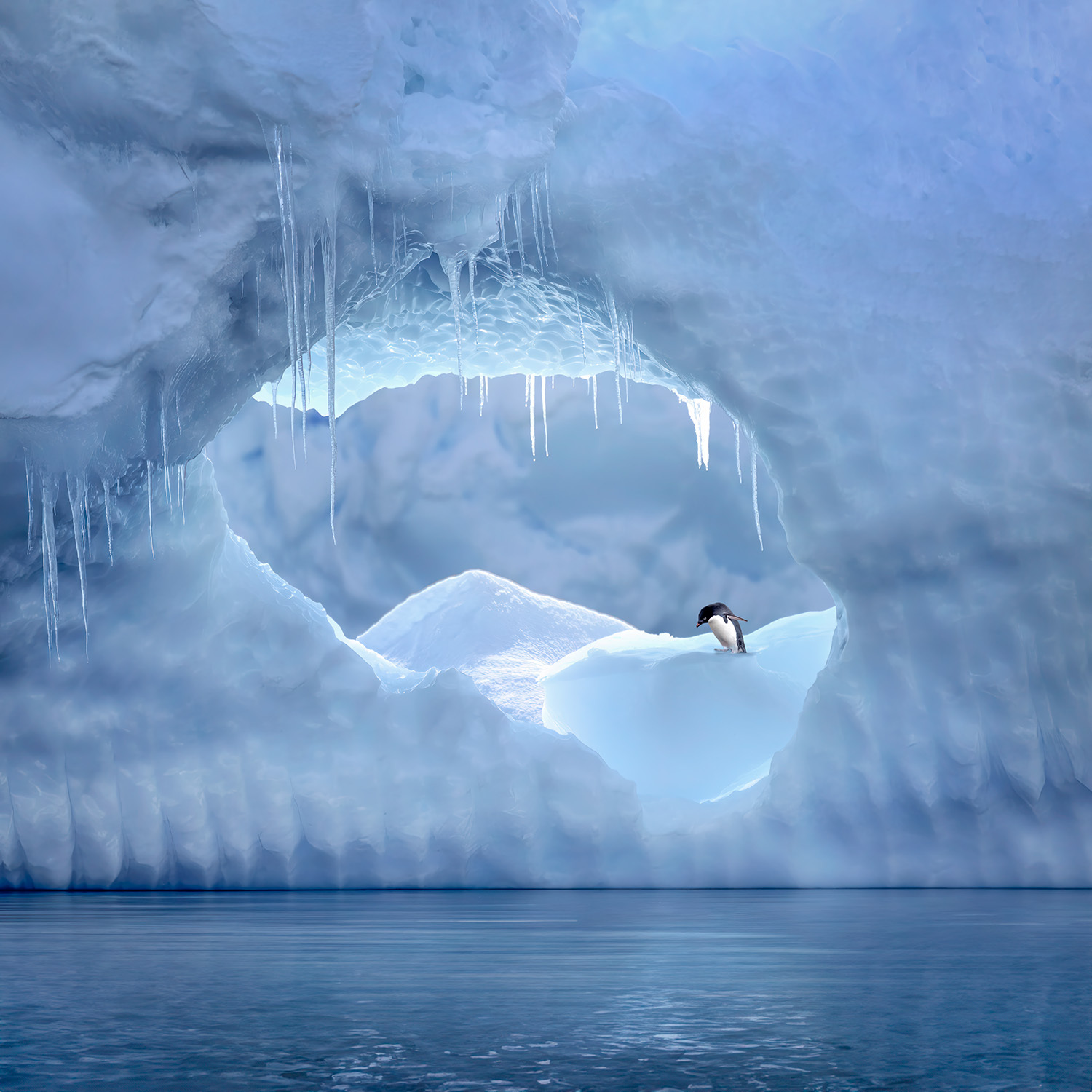 Penguin Portal